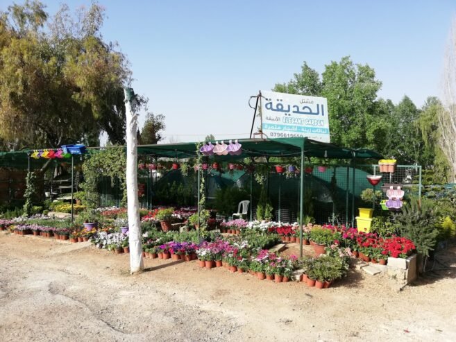 مشاتل جمال ( حساب نموذجي )